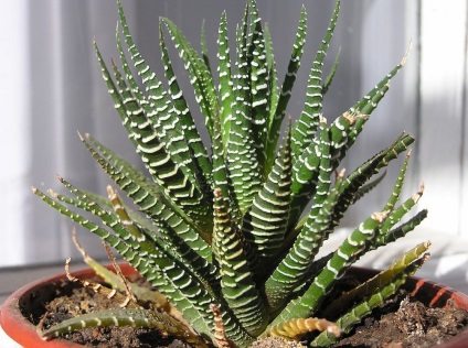 Haworthia fotografie și specii, de reproducere și de îngrijire la domiciliu (acasa) Haworthia fotografie și specii, de reproducere și de îngrijire la domiciliu