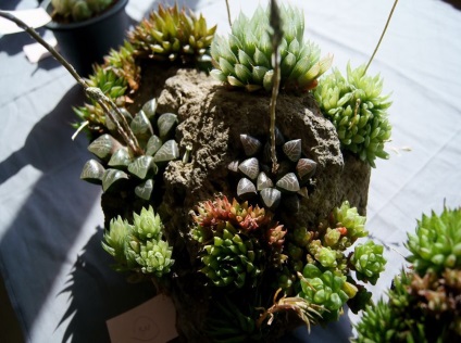 Haworthia fotografie și specii, de reproducere și de îngrijire la domiciliu (acasa) Haworthia fotografie și specii, de reproducere și de îngrijire la domiciliu