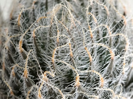 Haworthia fotografie și specii, de reproducere și de îngrijire la domiciliu (de reproducere) Haworthia fotografie și specii, de reproducere și de îngrijire la domiciliu
