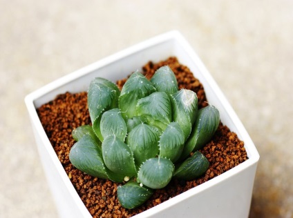 Haworthia fotografie și specii, de reproducere și de îngrijire la domiciliu (acasa) Haworthia fotografie și specii, de reproducere și de îngrijire la domiciliu