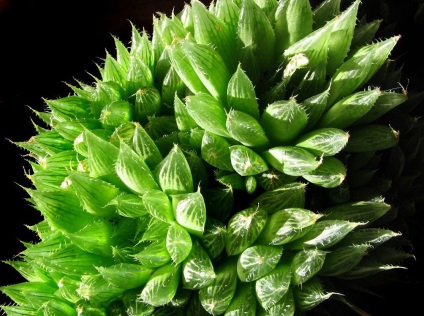 Haworthia fotografie și specii, de reproducere și de îngrijire la domiciliu (Haworthia) Haworthia fotografie și specii, de reproducere și de îngrijire la domiciliu