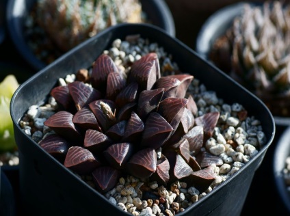 Haworthia fotografie și specii, de reproducere și de îngrijire la domiciliu (de reproducere) Haworthia fotografie și specii, de reproducere și de îngrijire la domiciliu