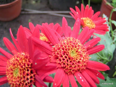 Chrysanthemum - Flori (Sfătuiți Natalya Dyachenko) Crizantema - floare