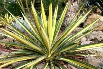 Descriere Jukka grădină, plantare, îngrijire de plante, fotografie, sape iarna, albastru-gri, specii, cum ar fi (yucca) Descriere Jukka grădină, de plantare, îngrijire de plante, fotografie, sape afară iarna, albastru-gri, specii, cum ar fi