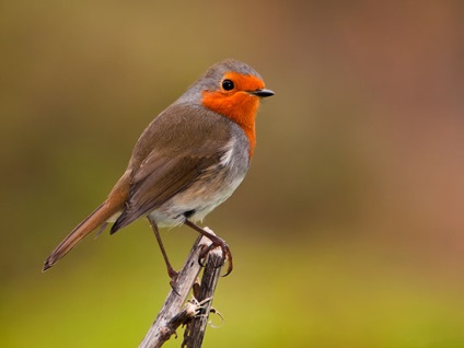 Robin (pitulice) fotografii, descriere, Ad Vânzări