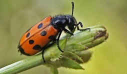 Beetle de Meloidae (galben) Gândacul de Meloidae