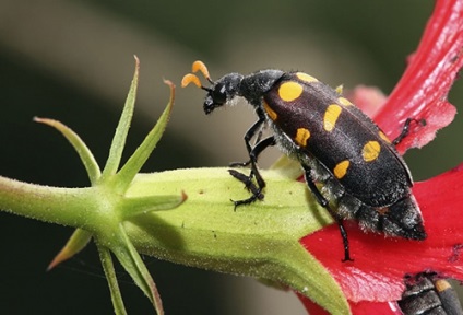 Beetle de Meloidae - cum să lupte (lupta) Beetle de Meloidae - cum să lupte
