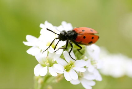 Beetle de Meloidae - cum să lupte (gândacul de Meloidae) Beetle de Meloidae - cum să lupte