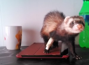 Zoopsychology mici interne și exotice (zoopsychology) Zoopsychology mici interne și exotice