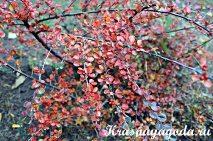 Berberis thunbergii