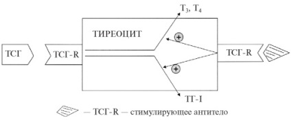 Заболявания на щитовидната жлеза на щитовидната жлеза жлеза се състои от фоликули, островчета interfollicular