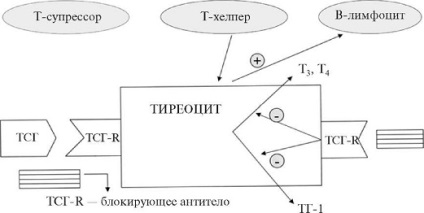 Заболявания на щитовидната жлеза на щитовидната жлеза жлеза се състои от фоликули, островчета interfollicular