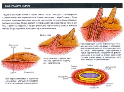 Originea evolutivă a pene