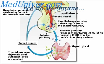 хормоните на щитовидната жлеза