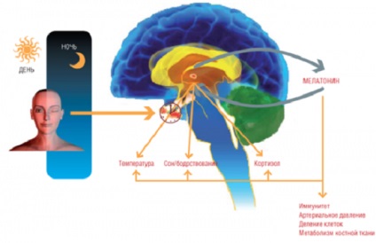 Cum de a crește melatonină în corpul dumneavoastră