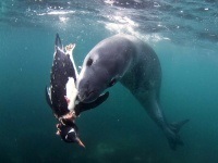 focilor-leopard fapte interesante, fotografii din Antarctica