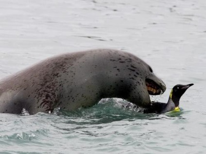 focilor-leopard fapte interesante, fotografii din Antarctica