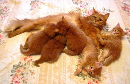 Нюансите на чифтосване и раждане на сибирска котка