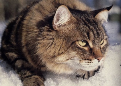 Нюансите на чифтосване и раждане на сибирска котка