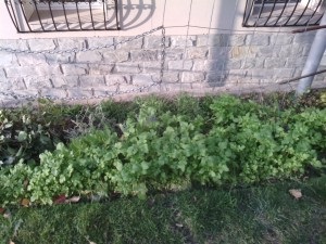 Beneficiile turfing, mulcire și gunoire verde