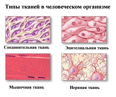 Corpul uman (gândire abstractă) Corpul uman
