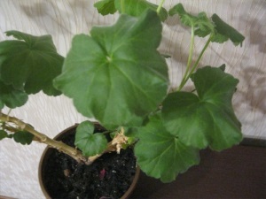 Pelargonium acasă