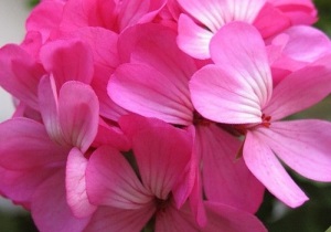 Pelargonium acasă