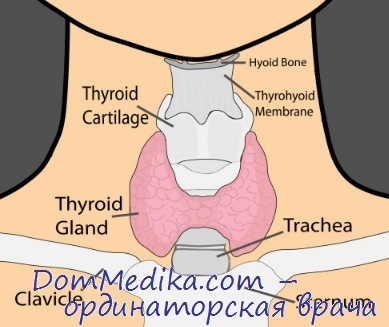 Синтезът на хормони на щитовидната жлеза
