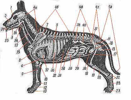 Structura și funcția corpului câinelui