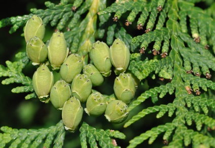 soiuri columnare Thuja, plantare, îngrijire, fotografie în design peisagistic