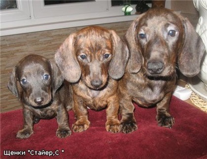 Ce este un tigru și ce mănâncă un standard Dachshund neted cu părul, cățeluși Dachshund