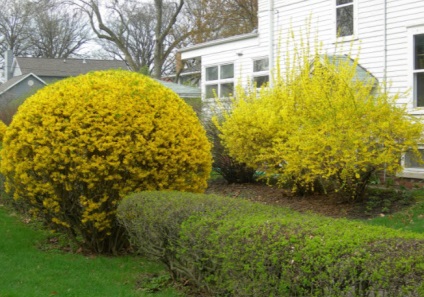 de îngrijire la domiciliu forsythia, cultivarea, propagare, plantare, transplantare, tăiere, specii,