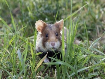 Cum să scapi de hamster în metodele țară populare, metode chimice