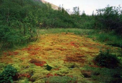 Cum să nu să se înece în mlaștină