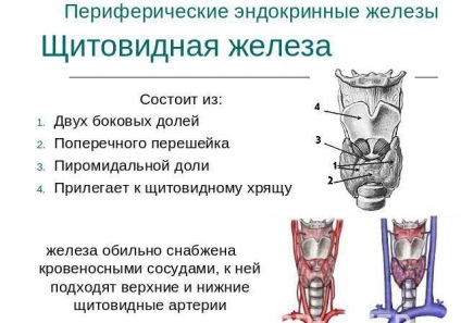 Chist de cancer tiroidian la femei - simptome și tratament de remedii populare