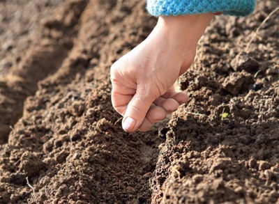 La plantare puieți în aster teren deschis