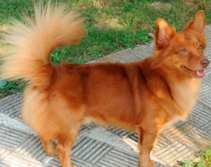Плитко гръцки домашно куче или Милит kinidio (малък гръцки домашно куче)