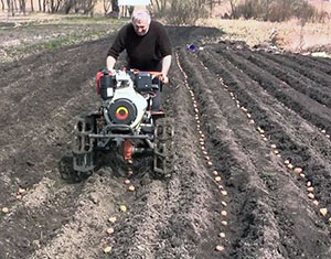 Cât de adânc pentru a planta cartofi, distanța dintre video spate