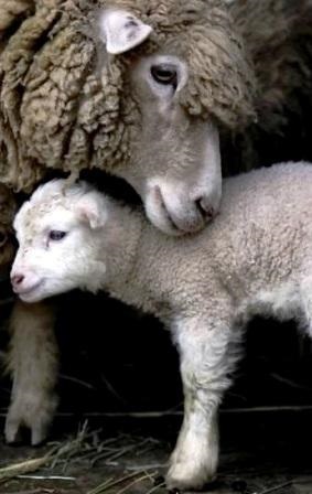Oi lambing (oi lambing) oi lambing