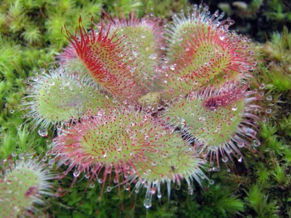 îngrijire sundew, cultivare, reproducere, hrănire