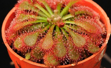 Sundew (plante carnivore) - Îngrijire la domiciliu