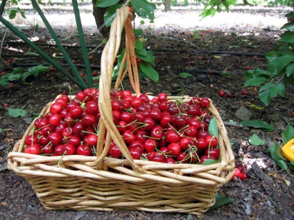 Colectia de fructe de cireșe bucura de recolta lor (cireșe cules fructul recoltei) Colectia de fructe de cireșe bucura de recolta lor