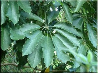 Scheffler (Scheffler), (Schefflera) (Schefflera arboricola) Scheffler (Scheffler), (Schefflera)