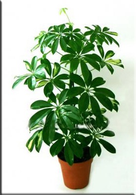 Scheffler (Scheffler), (Schefflera) (Schefflera digitata) Scheffler (Scheffler), (Schefflera)