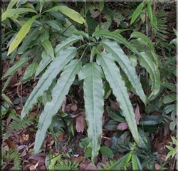 Scheffler (Scheffler), (Schefflera) (Aralia Schefflera) Scheffler (Scheffler), (Schefflera)