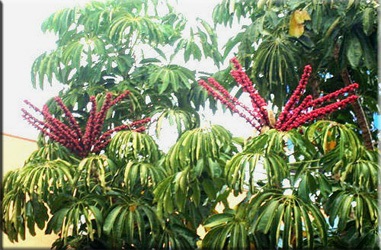 Scheffler (Scheffler), (Schefflera) (ghivece cu plante Scheffler) Scheffler (Scheffler), (Schefflera)