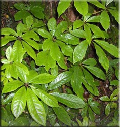 Scheffler (Scheffler), (Schefflera) (Scheffler de reproducere de ingrijire) Scheffler (Scheffler), (Schefflera)