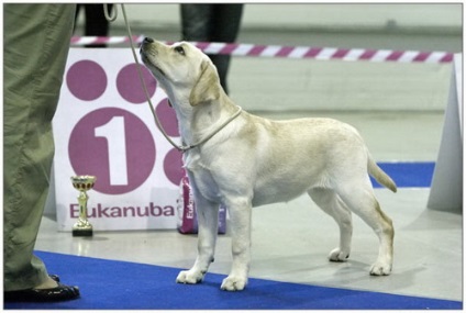 standard a rasei Labrador Retriever, labroklub