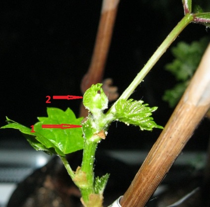 răsaduri de viță de vie de struguri vegetative