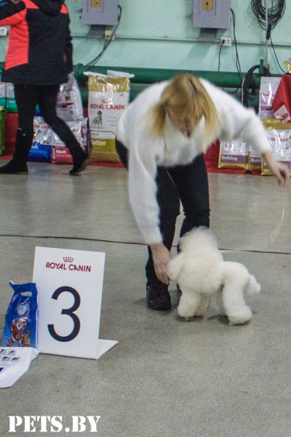 La Minsk expoziția republicană de câini din toate rasele „întâlnirile de Crăciun - 2016“